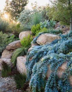 Ground Covers