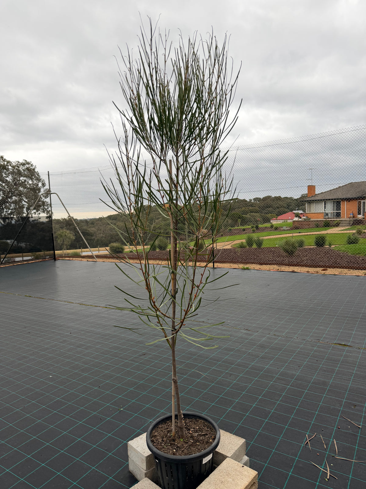 Hakea Francisiana