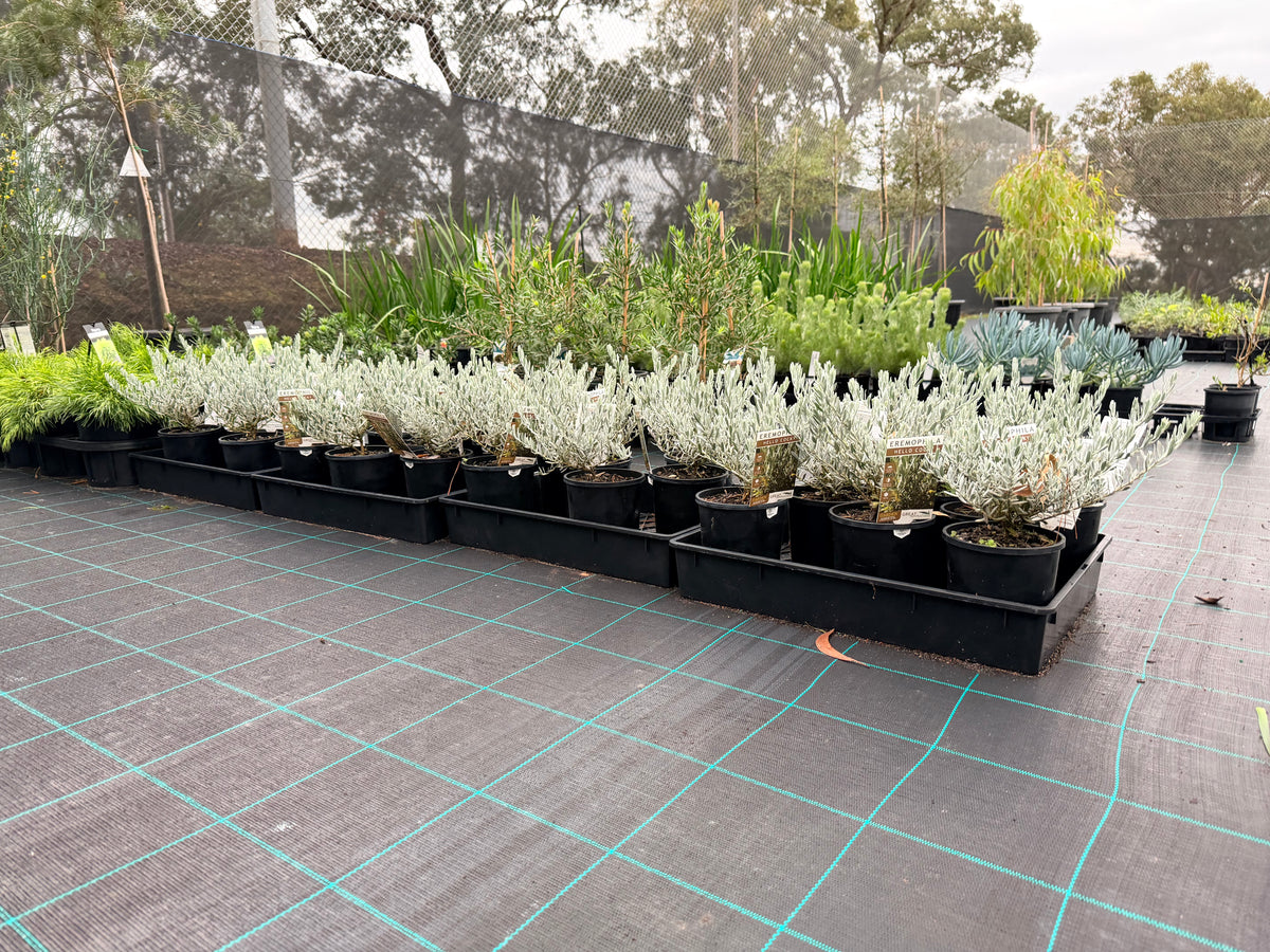 Hello Cocky 'Eremophila glabra'