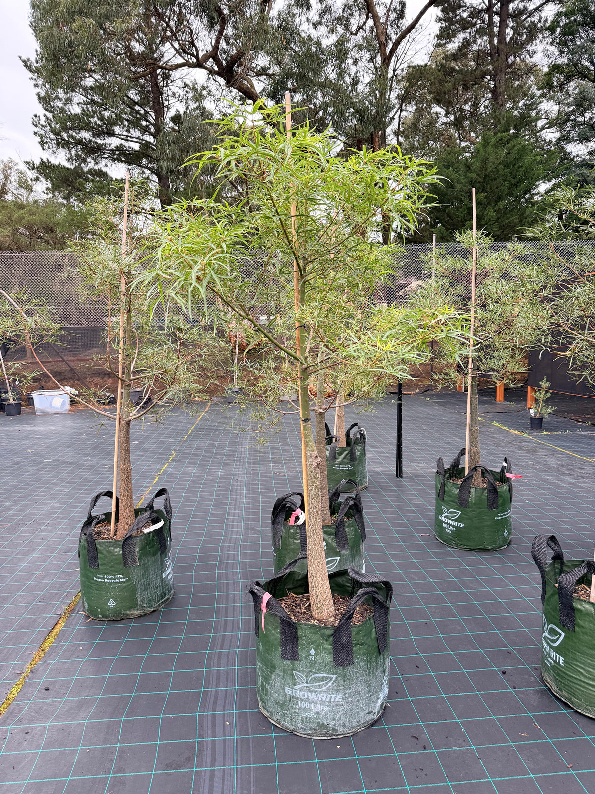 Queensland Bottle Tree