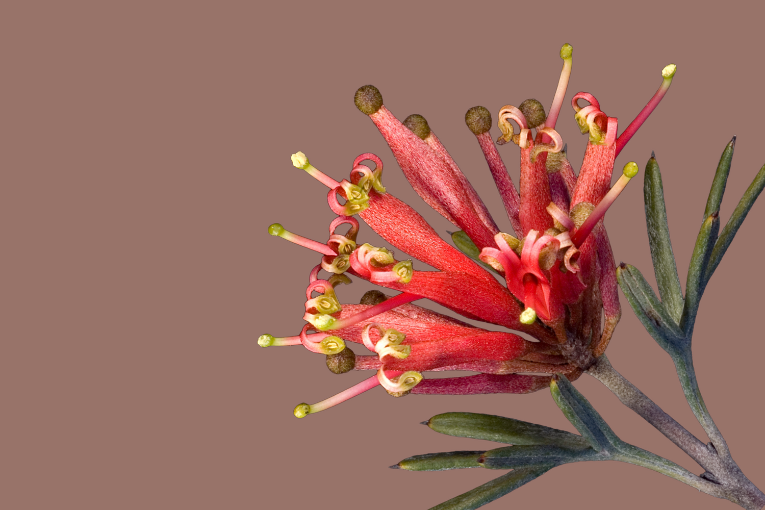 Flowering