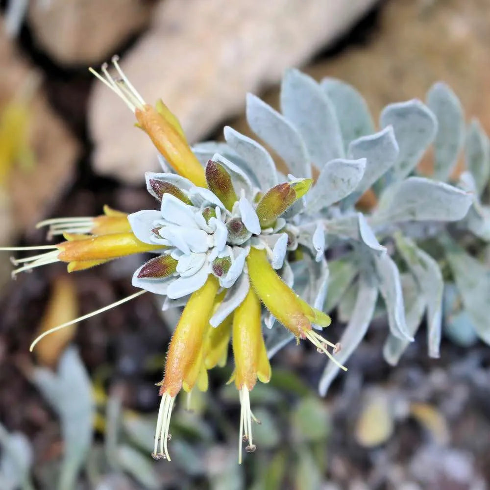 Hello Cocky 'Eremophila glabra'