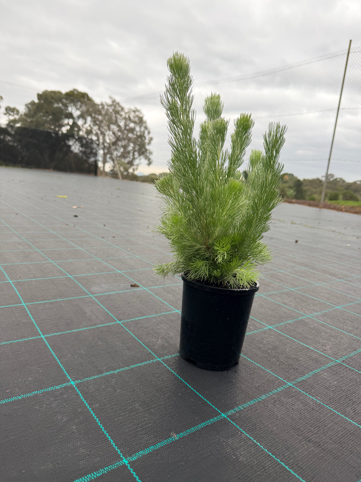 Dwarf Woolly Bush