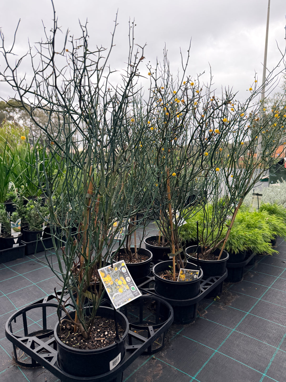 Leafless Rock Wattle