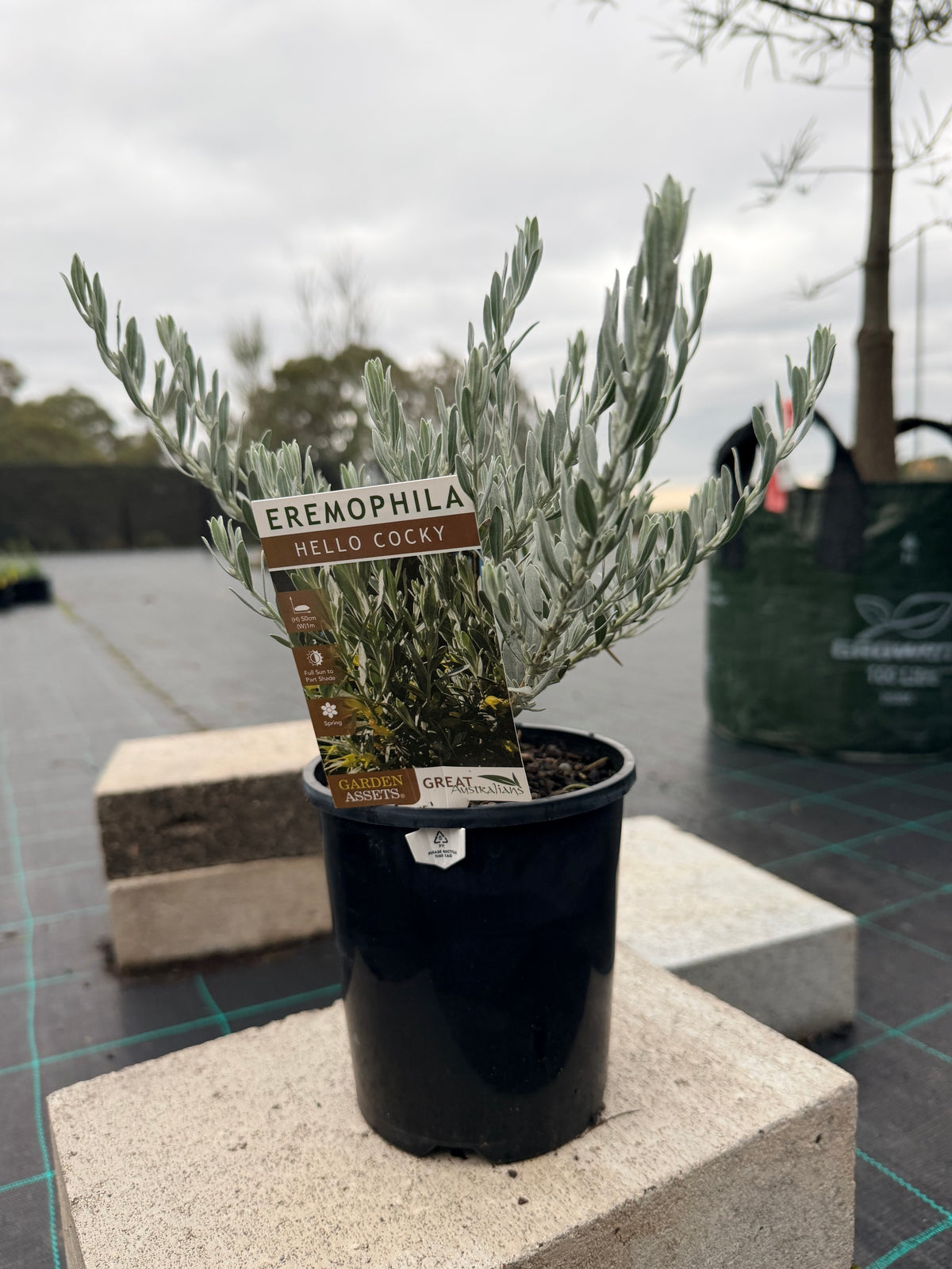 Hello Cocky 'Eremophila glabra'