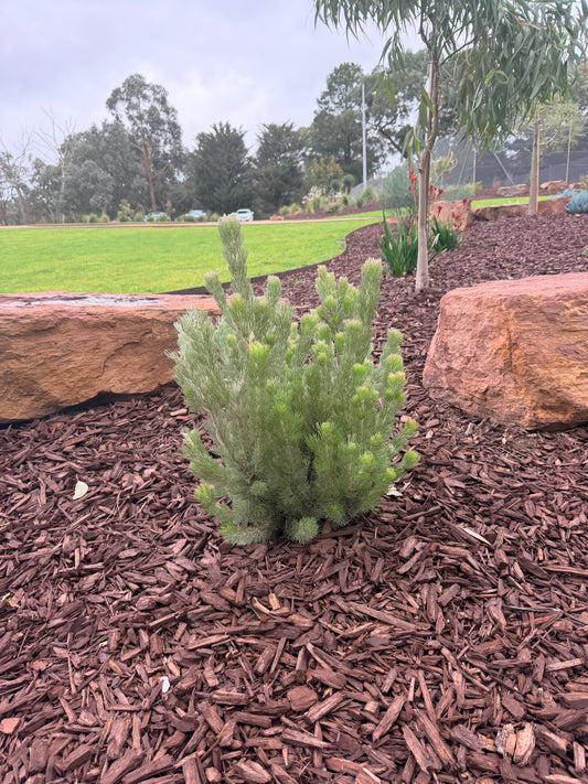Dwarf Woolly Bush