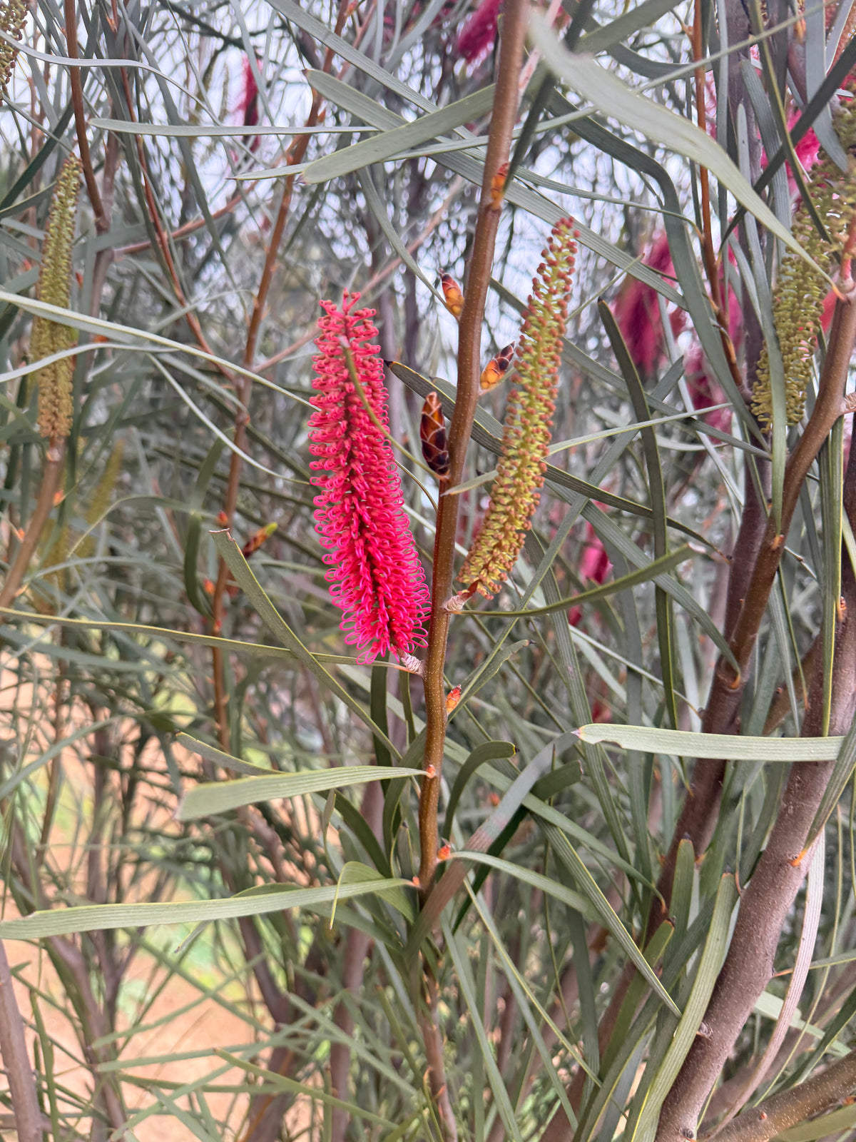 Hakea Francisiana