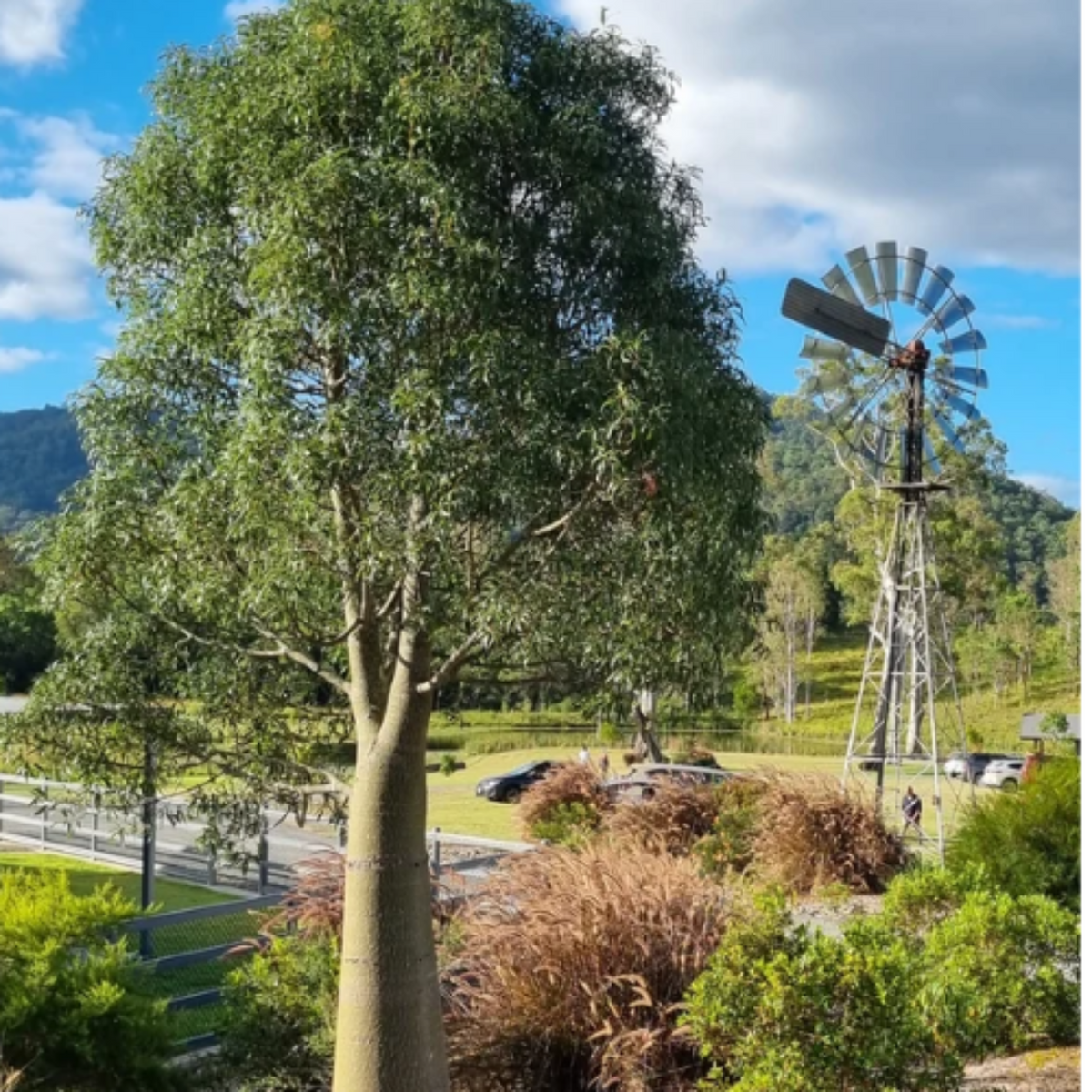 Queensland Bottle Tree