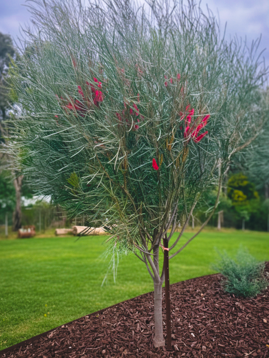 Hakea Francisiana
