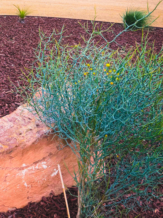 Leafless Rock Wattle