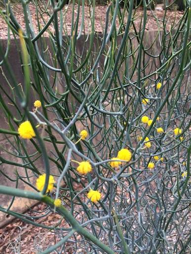 Leafless Rock Wattle