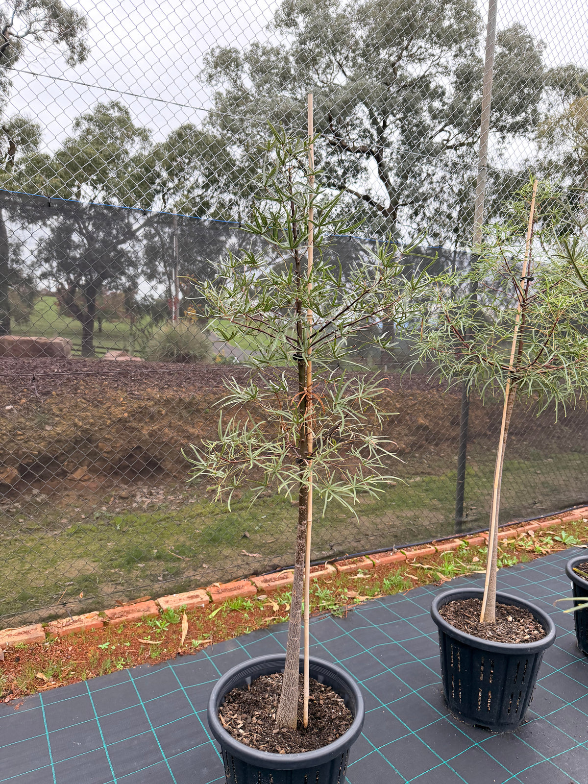 Queensland Bottle Tree